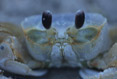 Crab up close and personal